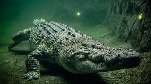 Chiến lược giao dịch theo chỉ báo Alligator