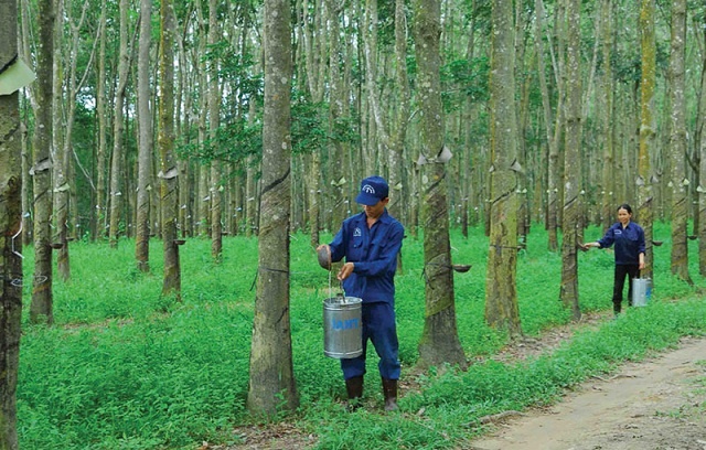 Tập đoàn Công nghiệp Cao su Việt Nam (GVR): Giá trị quỹ đất không thay đổi đáng kể dù quá trình phê duyệt chậm