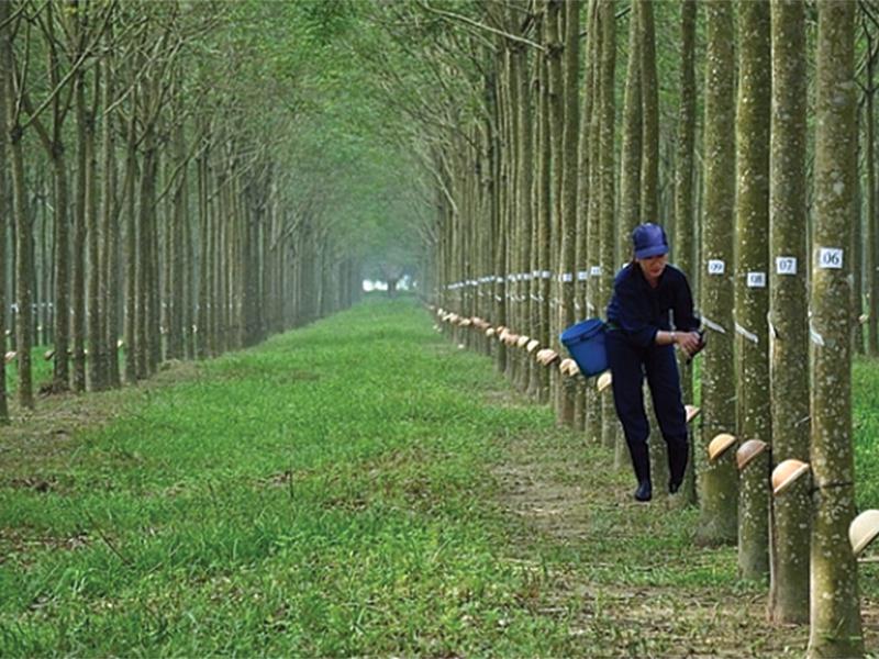 Cao su Phước Hòa (PHR): Thu nhập đền bù đất từ VSIP 3 thúc đẩy tăng trưởng lợi nhuận năm 2022