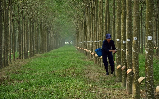 Công ty Cổ phần Cao su Đồng Phú (DPR): Ghi nhận tín hiệu kết thúc nhịp hiệu chỉnh ngắn hạn, DPR để ngỏ khả năng xuất hiện pha tăng giá mới.