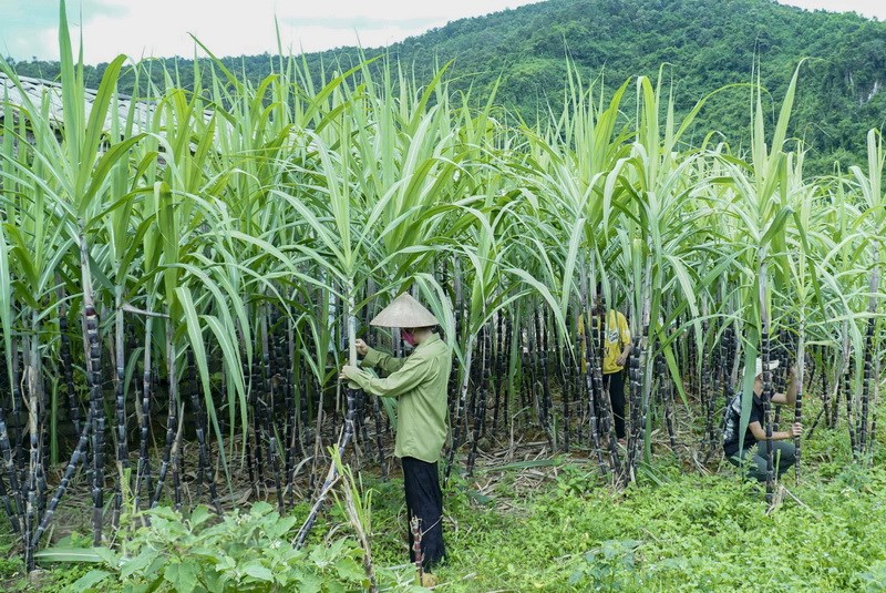 CTCP Thành Thành Công - Biên Hòa (SBT): Biên lợi nhuận cải thiện nhờ tăng quy mô trang trại và đẩy mạnh phát triển F&B