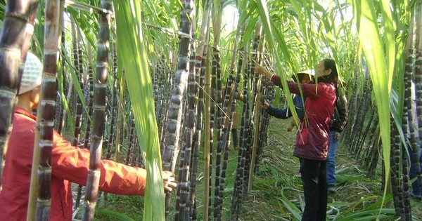 Đường Quảng Ngãi (QNS): Triển vọng lợi nhuận thấp trong bối cảnh giá đường có nguy cơ điều chỉnh