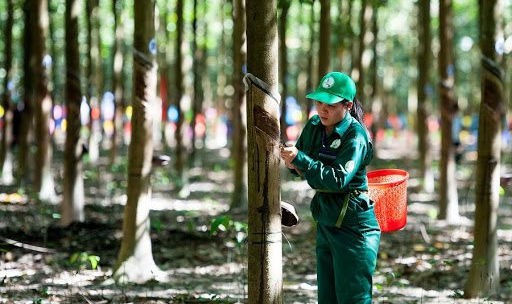 Công nghiệp Cao su Việt Nam (GVR): Ngành cao su toàn cầu tiếp tục phục hồi, giá bán sẽ tiếp tục giữ ở mức cao