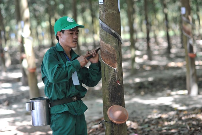 Tập đoàn Công nghiệp Cao su Việt Nam (GVR):  Lợi nhuận tăng mạnh trong 6 tháng đầu năm 2022