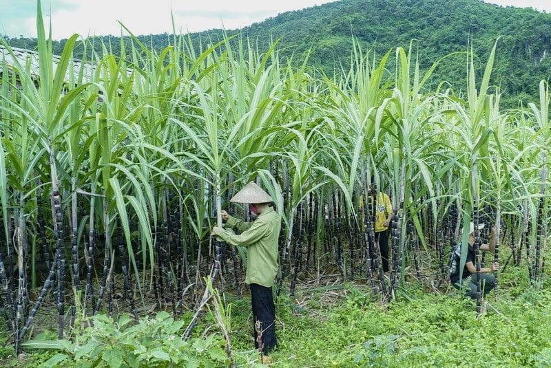 CTCP Mía đường Sơn La (SLS): Giá bán bình quân tăng thúc đẩy tiềm năng chi trả cổ tức bằng tiền mặt