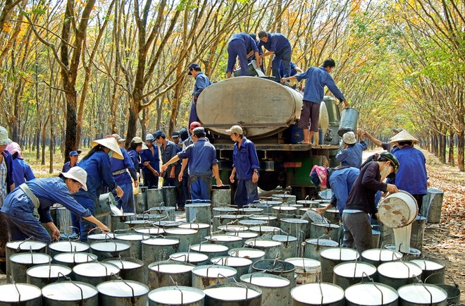 Tập đoàn Công nghiệp Cao su Việt Nam (GVR): Đề xuất kế hoạch năm 2024/25, cổ tức năm 2024 và kế hoạch tái cơ cấu