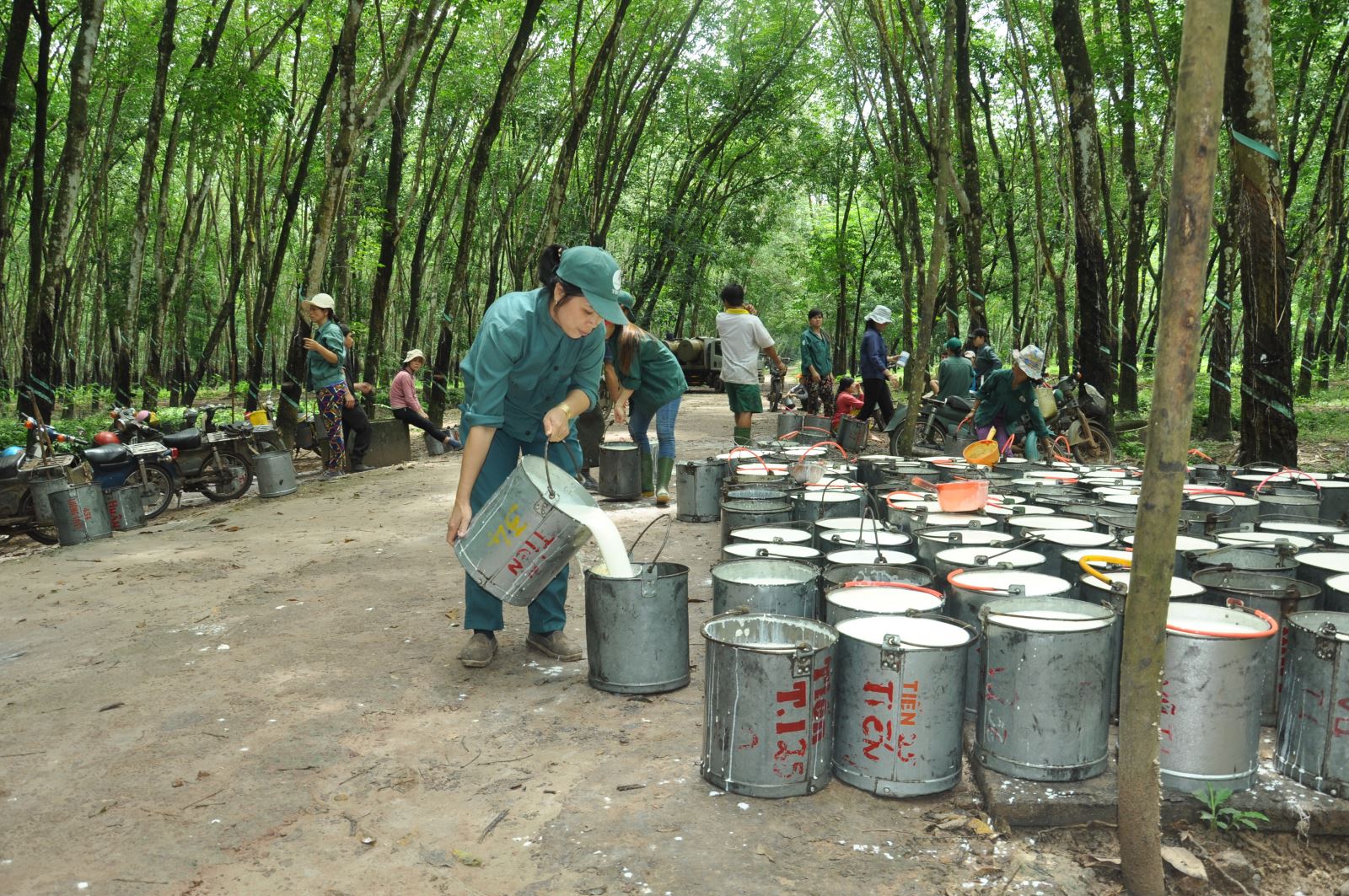 CTCP Cao su Phước Hòa (PHR): Lợi nhuận HĐKD cốt lõi tăng 7,4%, sát với dự báo